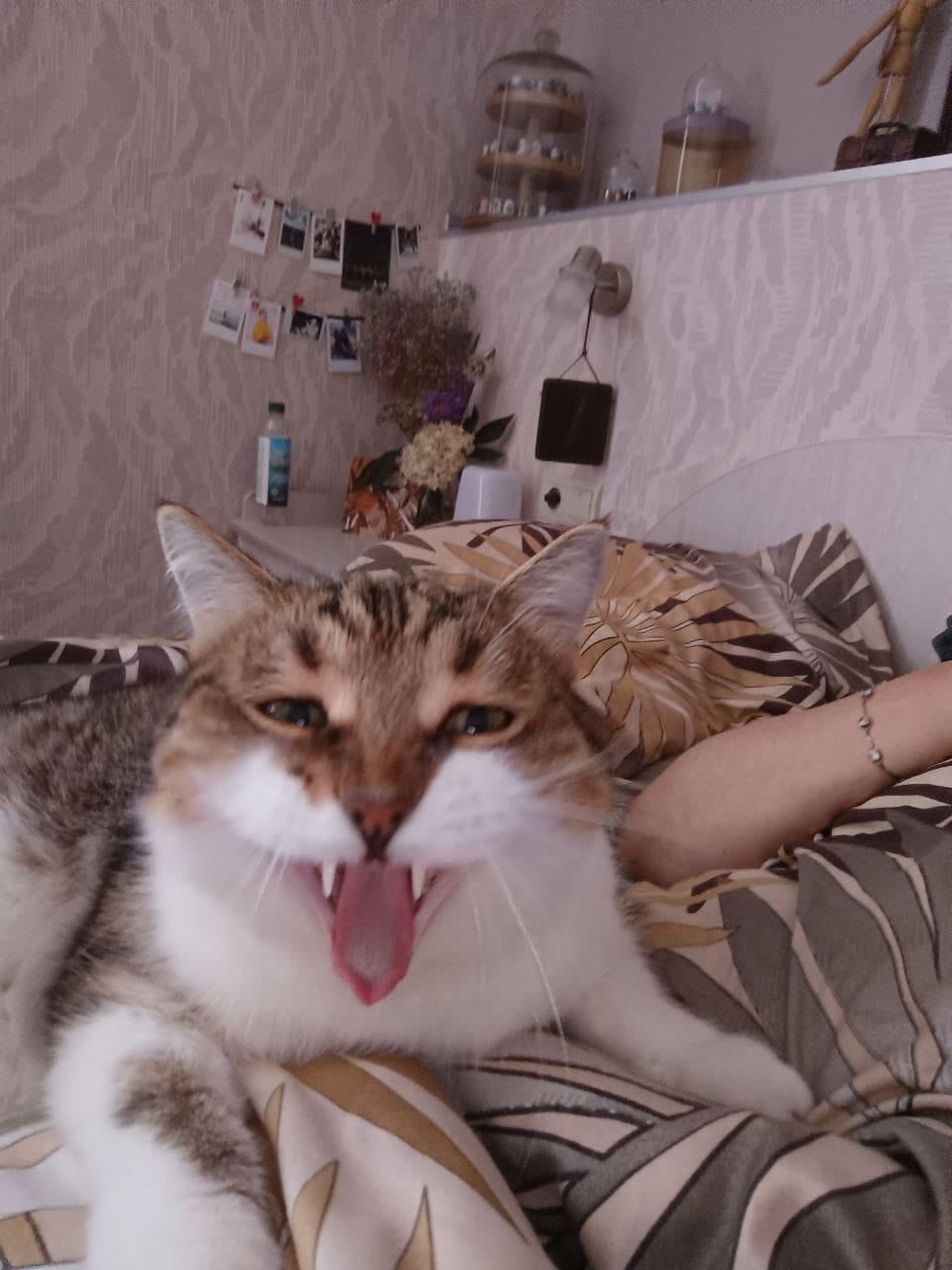 Фото В снегу и за рулем: в Новосибирске опубликовано свыше 50 фото милых питомцев к Дню кошек 17 - Сиб.ФМ Фото В снегу и за рулем: в Новосибирске опубликовано свыше 50 фото милых питомцев к Дню кошек 17